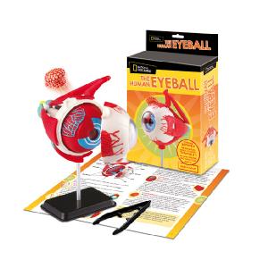 Trends National Geographic Anatomy Kit Eyeball