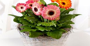 Twister Gerbera Gift Basket