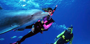 Unbranded 1 Day Swim with Dolphins - Akaroa