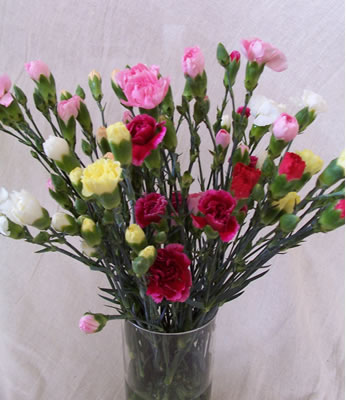 Unbranded 15 Spray Carnations