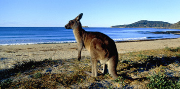 Unbranded 2 Day / 1Night Kangaroo Island 4WD Tour