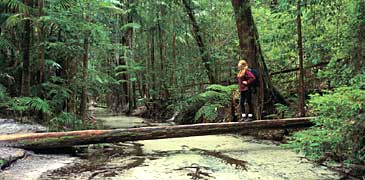 safari safaries fraser island islands rainforest rain forest forests ship wreck rainforests shipwrec