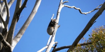 Unbranded 3 Day Natural Wonders of Kangaroo Island