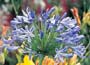 African lily