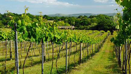 Unbranded Afternoon Tea for Two at Bolney Wine Estate