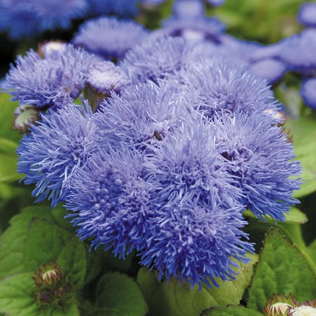 Unbranded Ageratum Blue Mist F1 Plants Pack of 90 Miniplants