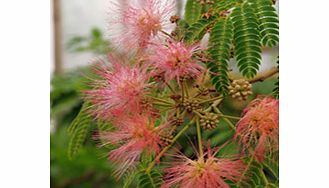 Ferny foliage pink flowers. Height 6m (20); spread 4-6m (12-20). Supplied in a 2-3 litre pot.DeciduousFrost hardyFull sunRed spider mite whitefly - more usually under glass - vascular wilt outsideBUY ANY 3 AND SAVE 20.00! (Please note: Offer applies 