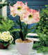 Amaryllis Pearl Gift Pot