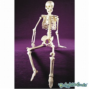 Unbranded Anatomically correct Skeleton