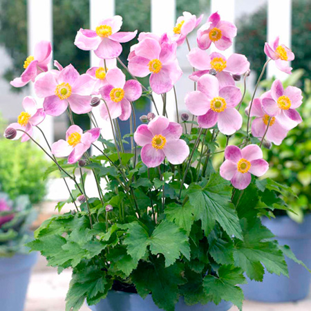 Unbranded Anemone Little Princess Plants Pack of 3 Pot