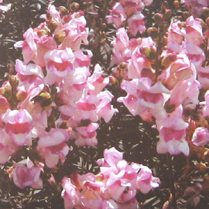 These dwarf bushy plants have an almost black foliage  later becoming clothed in attractive purple a