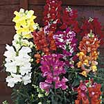 Unbranded Antirrhinum Kim Mixed F1 Easiplants 455051.htm