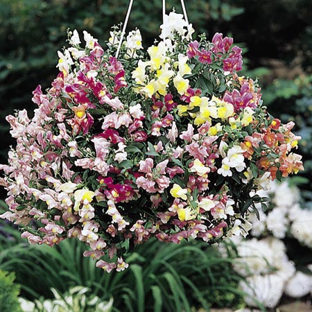 Unbranded Antirrhinum Lampion Plants Pack of 12 Pot Ready