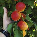 A perfect partner to Tomcot as it ripens about a month later in mid August. The apricots are very la