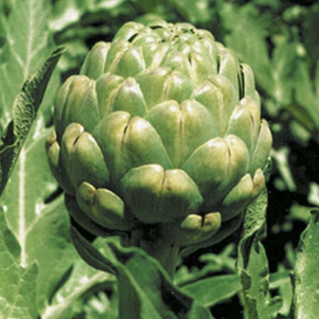 Unbranded Artichoke Emerald Plants Pack of 6 Pot Ready