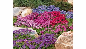 Unbranded Aubrieta Seeds - Spring Charm
