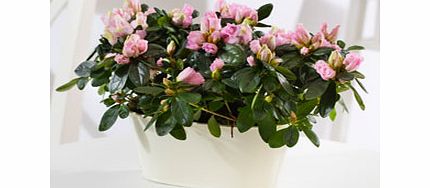 Unbranded Azalea Duo in Zinc