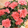 Unbranded Azalea Plant