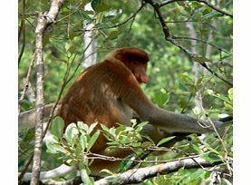 Unbranded Bako National Park - Child