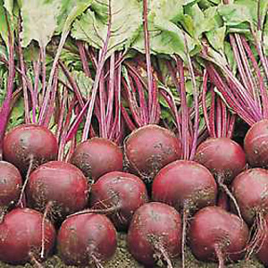 Unbranded Beet Wodan F1 Seeds