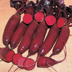 Unbranded Beetroot Alto F1 Hybrid Seeds