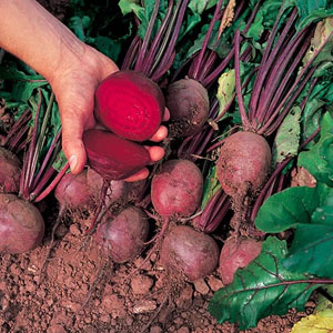 Unbranded Beetroot Globe 2