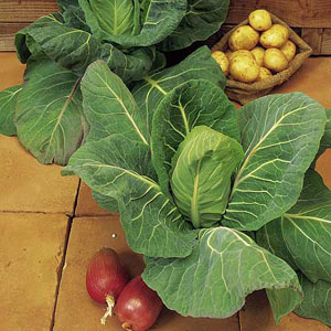 Unbranded Cabbage Offenham 2  Flower Of Spring Seeds