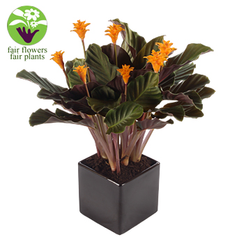 Calathea Plant - flowers