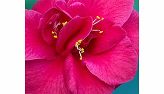 Japonica. Large semi-double scarlet with red and yellow stamens flowers. RHS Award of Garden Merit winner. Height up to 5m (17); spread up to 4m (13). Supplied in a 2 litre pot.Acid lovingEvergreenFertile moist well-drained soilFully hardyPartial sha