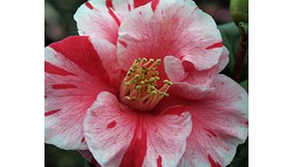 Japonica type. Plant has semi-double white streaked rose and red flowers. RHS Award of Garden Merit winner. Height up to 9m (28); spread up to 8m (25). Supplied in a 2 litre pot.Acid lovingEvergreenFertile moist well-drained soilFully hardyBUY ANY 3 