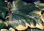Canary Island Ivy