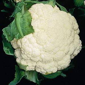 Unbranded Cauliflower Gypsy F1 Seeds