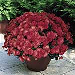 Unbranded Chrysanthemum Showmakers Plants 464001.htm