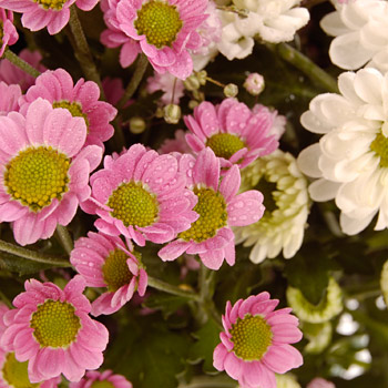 Unbranded Chrysanthemums in a Vase - flowers