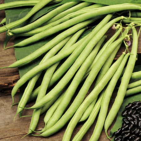 Unbranded Climbing French Bean Cobra Plants Pack of 10 Pot