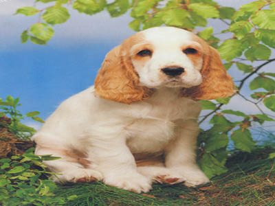 COCKER SPANIEL PUPPY