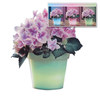 Unbranded Colour Changing Flower Pot