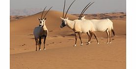 Escape the heat of Dubai and take to a Mercedes G-Wagon for an air-conditioned wildlife drive through the Dubai Desert Conservation Reserve.