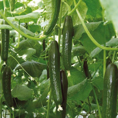 Unbranded Cucumber Pacto F1 Grafted Plants x 3 (mid May)
