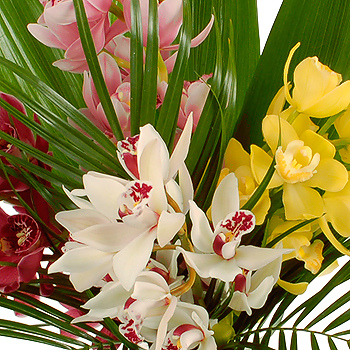 Unbranded Cymbidium Orchids - flowers