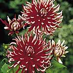 Amongst the most dramatic of dahlias  bearing large heads of narrow pointed petals with some that ar