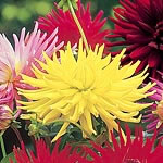 Amongst the most dramatic of dahlias  cactus-flowered types bear large heads of narrow  pointed peta