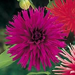 Amongst the most dramatic of dahlias  cactus-flowered types bear large heads of narrow  pointed peta