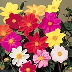 Unbranded Dahlia Romeo Seeds 420005.htm