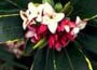   Clusters of fragrant, red-purple flowers from De