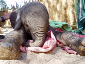 Unbranded Desert Elephant conservation in Namibia