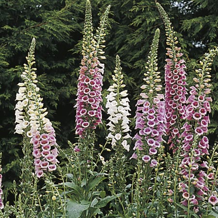 Unbranded Digitalis Excelsior Strain Seeds (Foxglove)