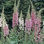 Unbranded Digitalis Excelsior Strain Seeds