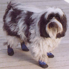 Doggidud Booties - Large/Xlarge