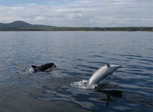 Unbranded Dolphin watching experience (for two)